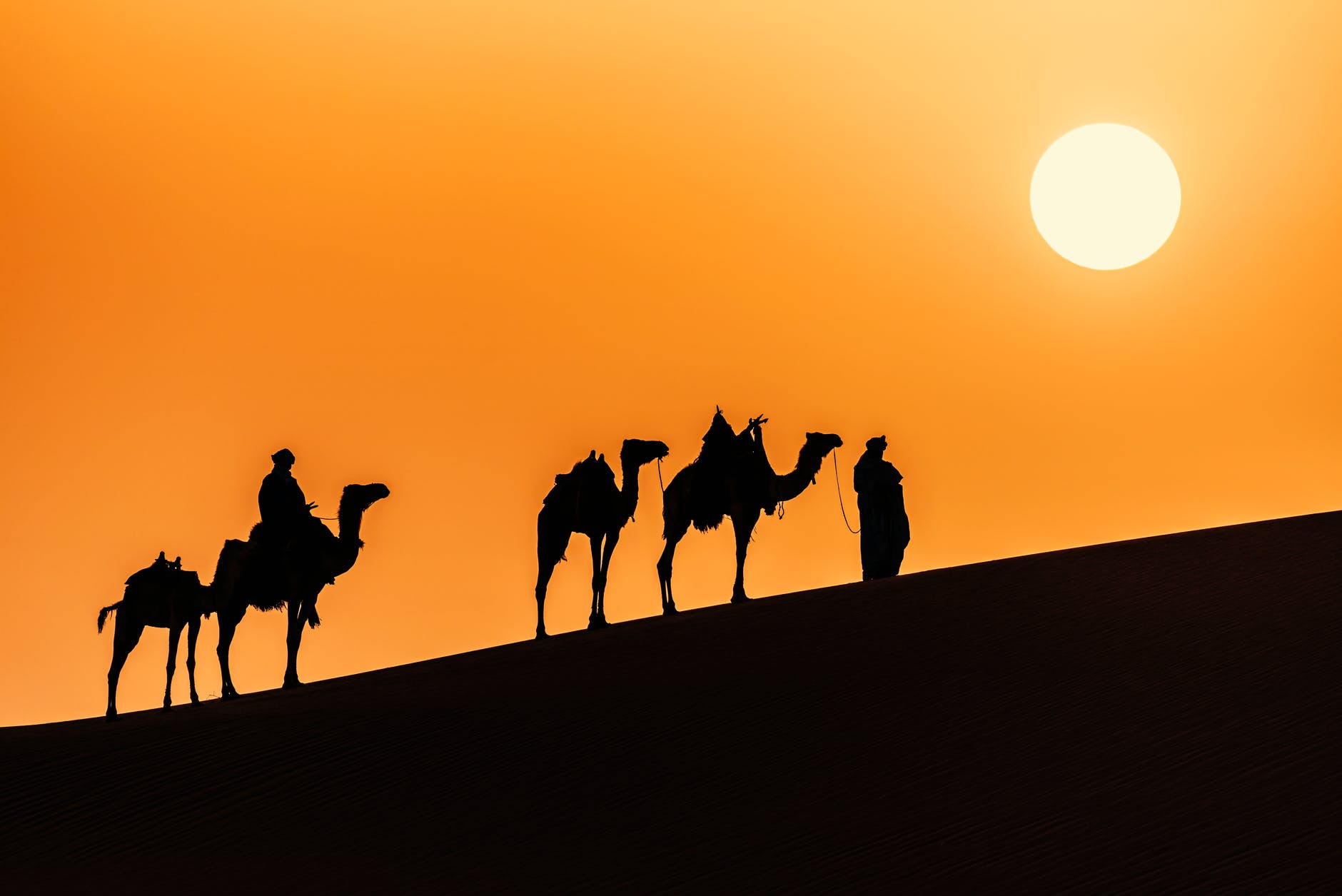 silhouette of people riding camel during sunset